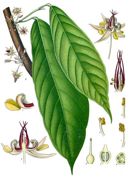 Cacao (Leaf, Flower)