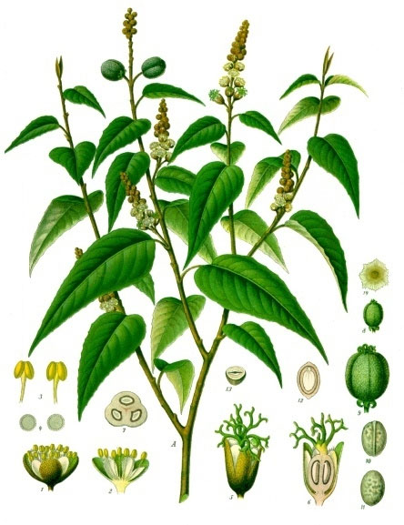 Croton eluteria