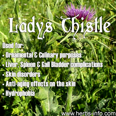 Lady's Thistle